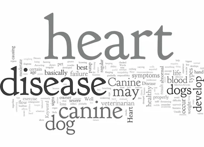 Key Heart Disease Causes to Know About